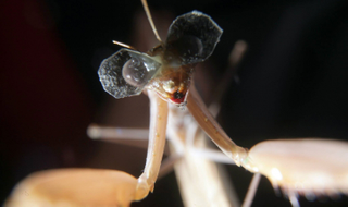 Illustration for article titled The Most Amazing Science Images Of 2014